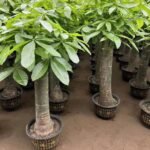 Premium Single‑Trunk Pachira Aquatica Bonsai