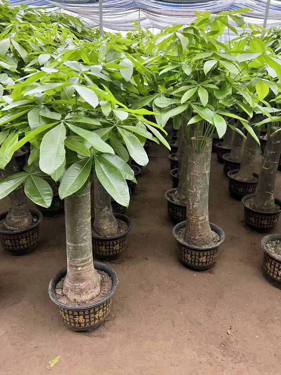微信图片_20260818130707_467_1 Premium Single‑Trunk Pachira Aquatica Bonsai – Image 1