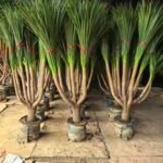 Premium Dracaena Cambodiana