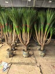 Premium Dracaena Cambodiana