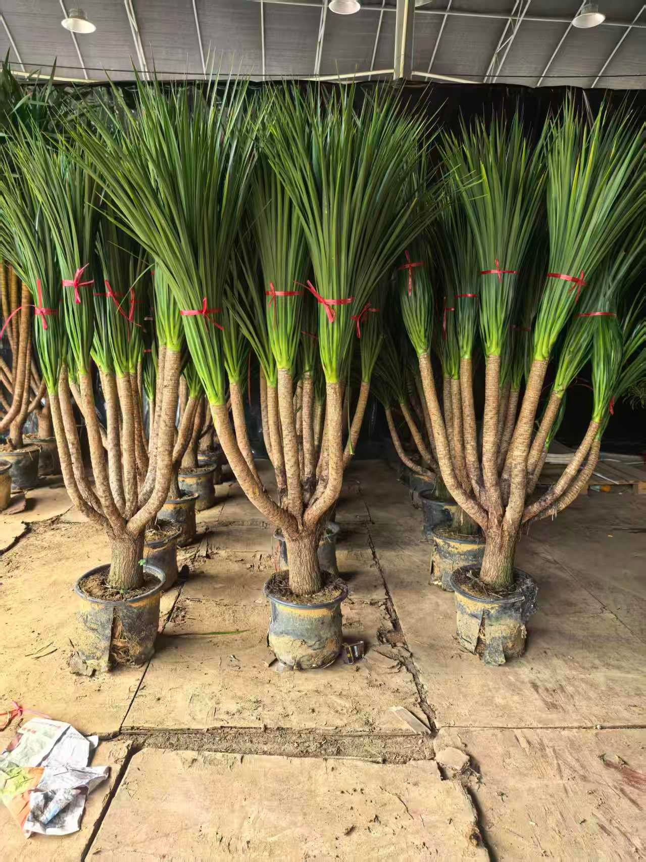 微信图片_20260818130832_472_1 Premium Dracaena Cambodiana - Image 1