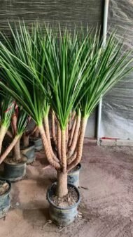 Premium Dracaena Cambodiana - Image 4