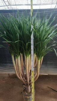 Premium Dracaena Cambodiana - Image 3