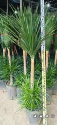 Premium Dracaena Cambodiana - Image 2