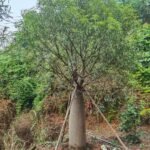 Premium Jatropha Podagrica (Buddha Belly Plant)