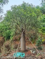 Premium Jatropha Podagrica (Buddha Belly Plant)
