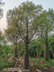 Premium Jatropha Podagrica (Buddha Belly Plant) - immagine 3