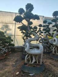 Premium Sculpted Ficus