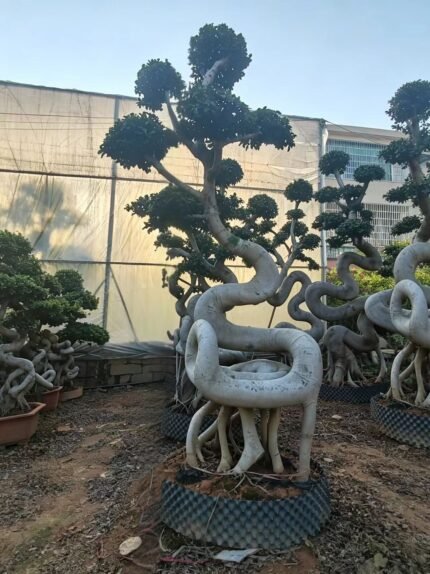 Premium Sculpted Ficus