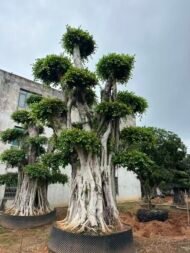 Large‑Sized Sculpted Ficus ‑Forest‑Style - Image 4