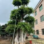 Large‑Sized Sculpted Ficus ‑Forest‑Style
