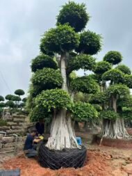 Large‑Sized Sculpted Ficus ‑Forest‑Style - Image 2