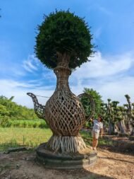 Premium High‑End Sculpted Ficus ‑ Wine‑Pot Shape - Image 4