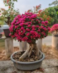 Premium Mature‑Trunk Bougainvillea Bonsai - immagine 2