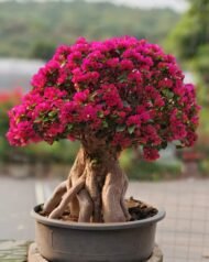 Premium Mature‑Trunk Bougainvillea Bonsai - immagine 4