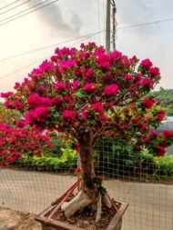Premium Mature‑Trunk Bougainvillea Bonsai - immagine 3