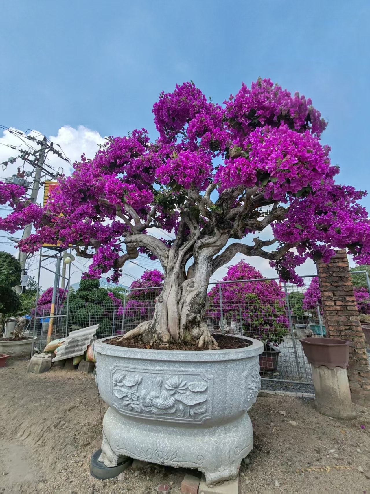 微信图片_20260821114816_173_5 High‑End Premium Mature‑Trunk Sculpted Bougainvillea Bonsai - Image 1