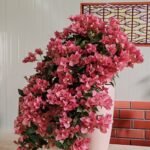 Premium Bougainvillea Bonsai‑Waterfall / Cascade Flower Style