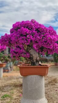 High‑End Mature‑Trunk Purple‑Bract Bougainvillea Bonsai - immagine 3