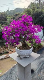 High‑End Mature‑Trunk Purple‑Bract Bougainvillea Bonsai - immagine 2