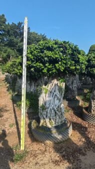 Premium Sculpted Ficus ‑ Nan’an Root Style — изображение 3