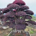 High‑End Premium Mature‑Trunk Loropetalum Chinense Bonsai