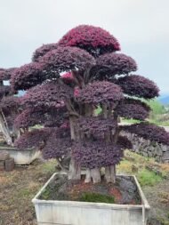 High‑End Premium Mature‑Trunk Loropetalum Chinense Bonsai