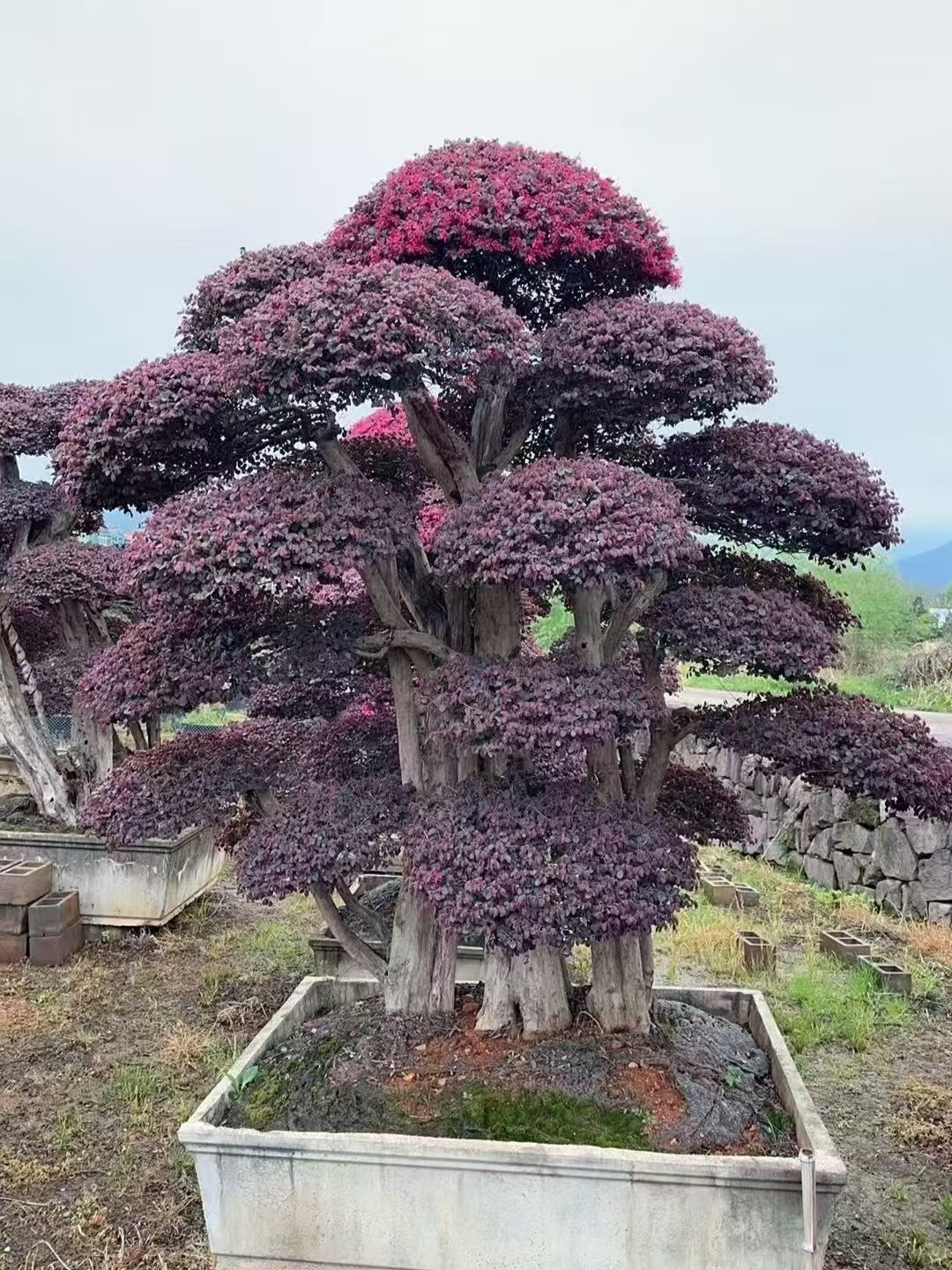 微信图片_20260821215203_191_5 High‑End Premium Mature‑Trunk Loropetalum Chinense Bonsai - Image 1