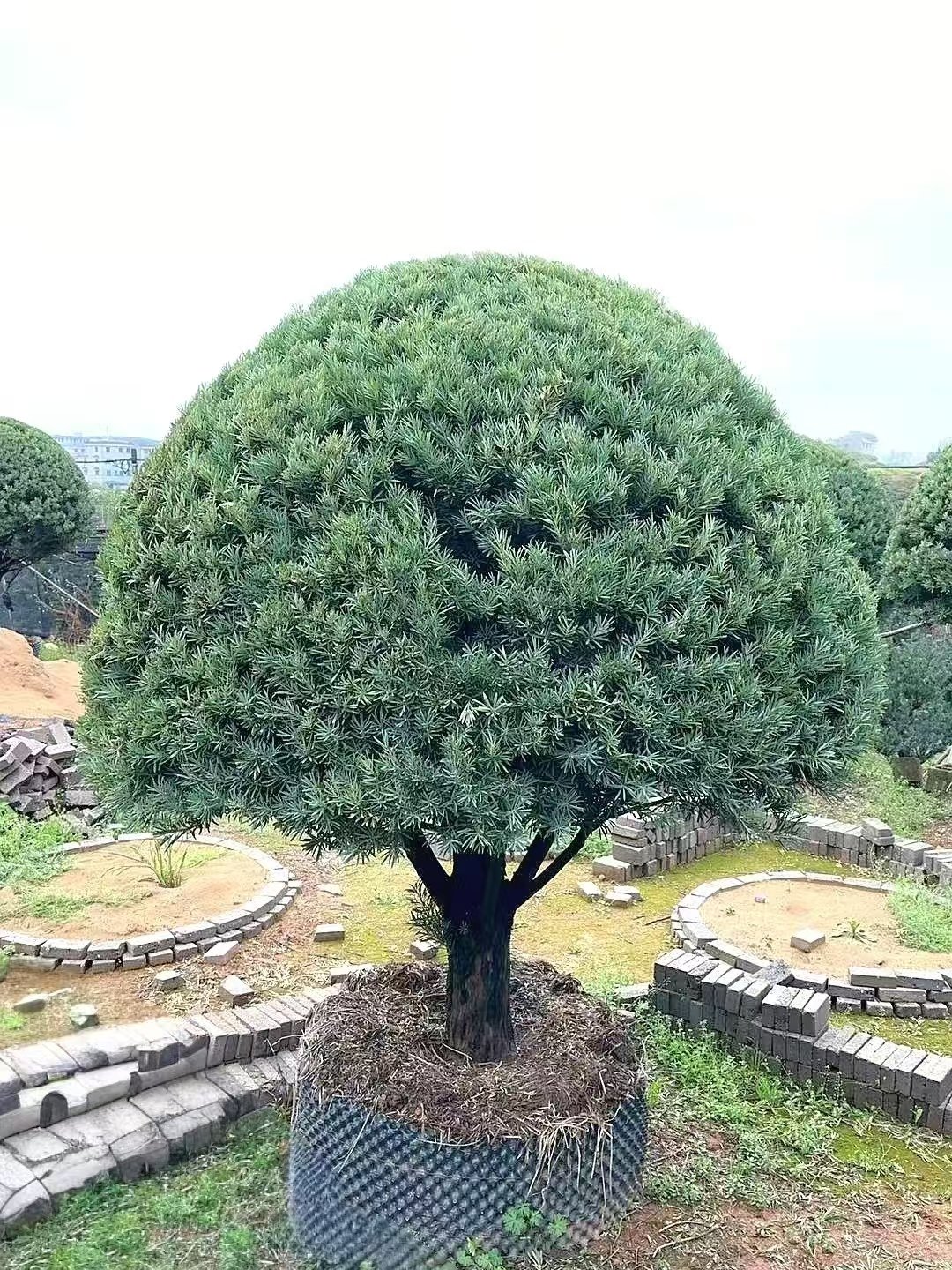 微信图片_20260821215902_195_5 Premium Sculpted Podocarpus Bonsai‑Umbrella Shape - Image 1