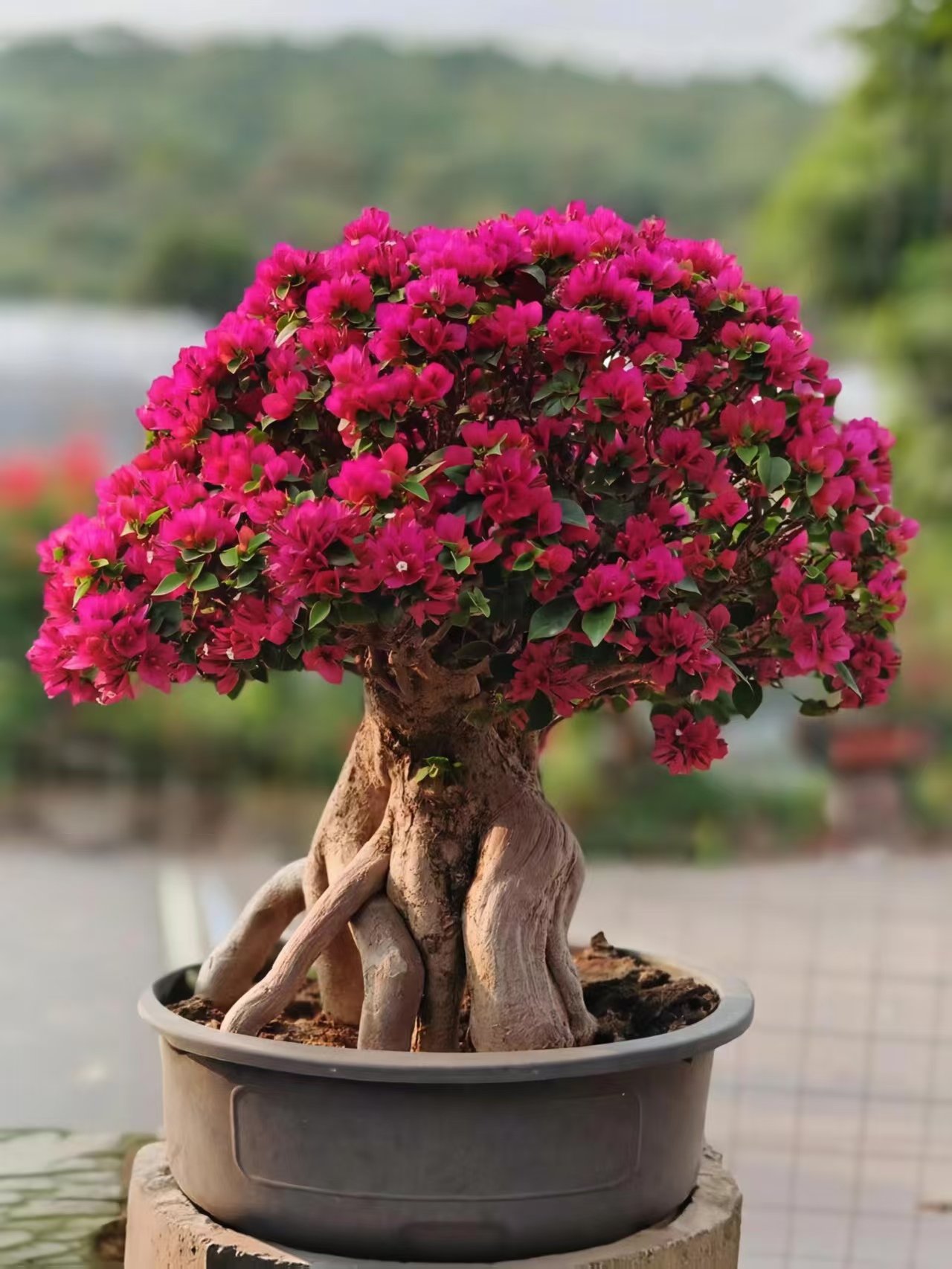 微信图片_20260821221255_201_5 Premium Mature‑Trunk Bougainvillea Bonsai - immagine 1
