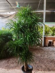 Premium Multi‑Tiered Dracaena Cochinchinensis Bonsai - Image 5
