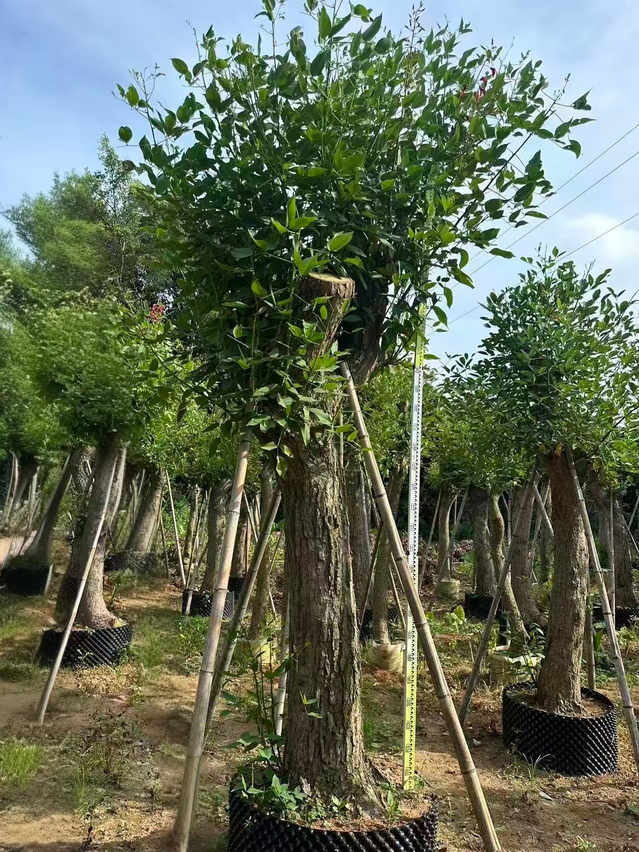 微信图片_20260821225620_212_5 Premium Erythrina Crista‑Galli - immagine 1