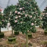 Premium Single‑Trunk Camellia Japonica with Round Canopy