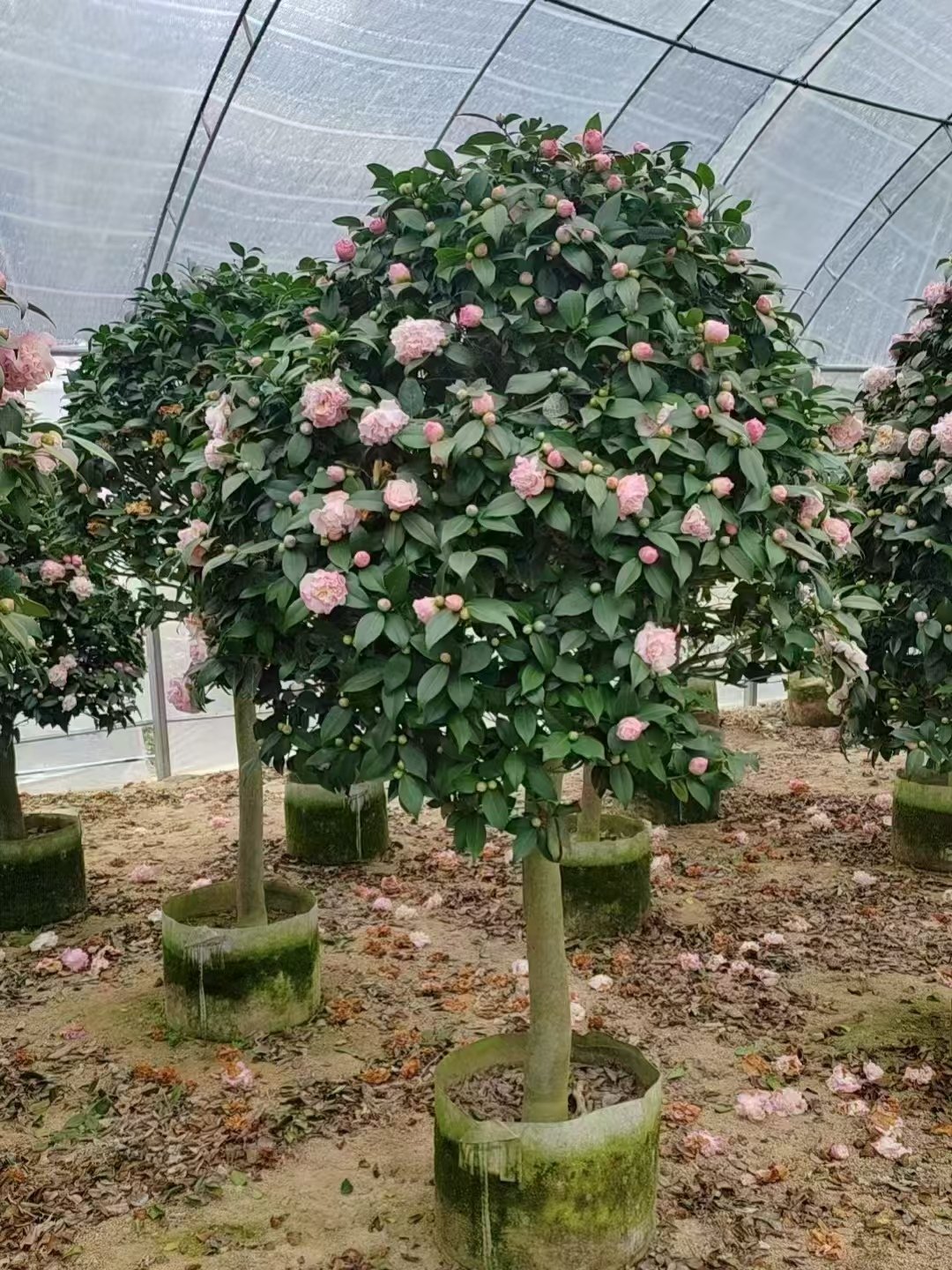 微信图片_20260822083415_220_5 Premium Single‑Trunk Camellia Japonica with Round Canopy - immagine 1