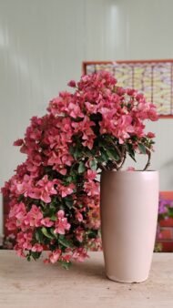 Premium Bougainvillea Bonsai‑Waterfall / Cascade Flower Style — изображение 2