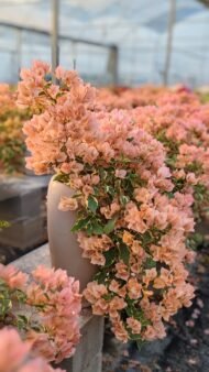 Premium Bougainvillea Bonsai‑Waterfall / Cascade Flower Style — изображение 3
