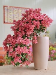 Premium Bougainvillea Bonsai‑Waterfall / Cascade Flower Style — изображение 4