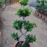  Premium Art‑Braided Sculpted Ficus