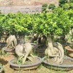 Premium Root‑Carved Exposed‑Root Ficus Bonsai