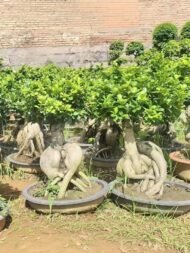 Premium Root‑Carved Exposed‑Root Ficus Bonsai