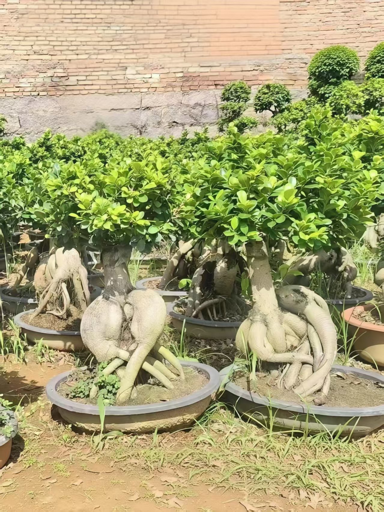 微信图片_20260823094252_268_5 Premium Root‑Carved Exposed‑Root Ficus Bonsai - Image 1
