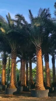 High‑End Premium Phoenix Dactylifera (Date Palm) - immagine 3