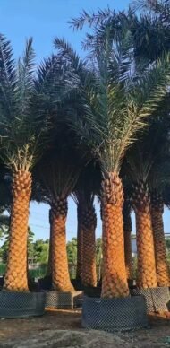 High‑End Premium Phoenix Dactylifera (Date Palm) - immagine 4