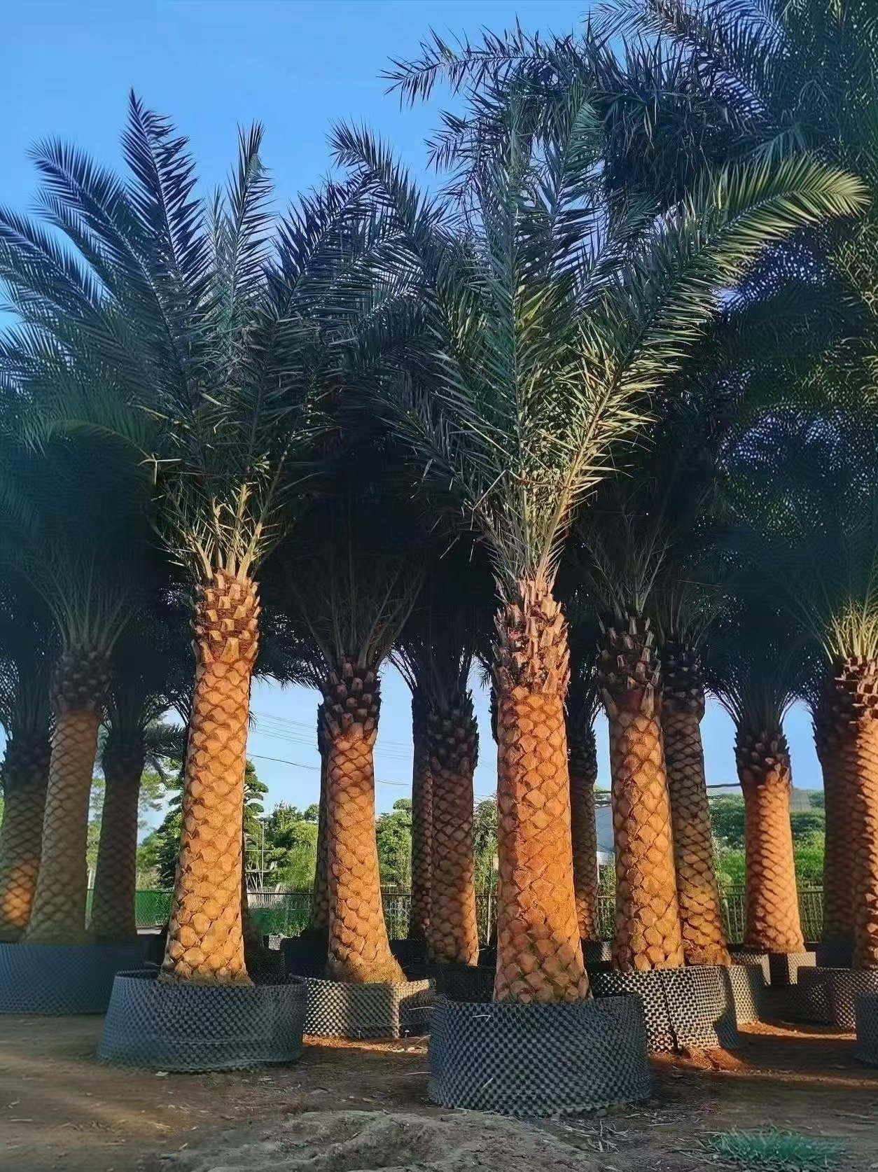微信图片_20260823102913_277_5 High‑End Premium Phoenix Dactylifera (Date Palm) - immagine 1