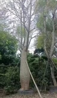 Premium Ceiba Speciosa (Bottle‑Shaped Floss‑Silk Tree) - immagine 4