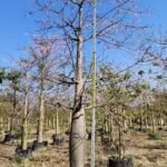 Premium Ceiba Speciosa (Bottle‑Shaped Floss‑Silk Tree)