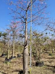 Premium Ceiba Speciosa (Bottle‑Shaped Floss‑Silk Tree)