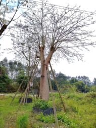 Premium Ceiba Speciosa (Bottle‑Shaped Floss‑Silk Tree) - immagine 2