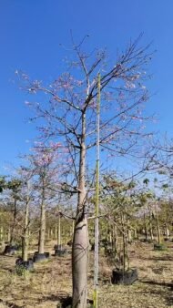 Premium Ceiba Speciosa (Bottle‑Shaped Floss‑Silk Tree) - immagine 3