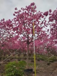 Premium Handroanthus Impetiginosus (Purple‑Pink Trumpet Tree) - Image 2